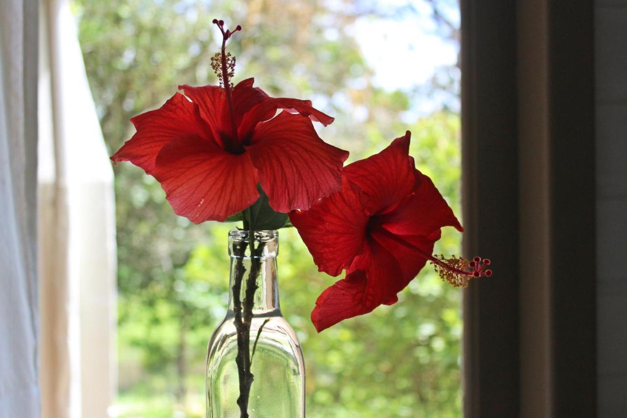 فندق برايا دو روزافي  Morada Dos Hibiscos المظهر الخارجي الصورة