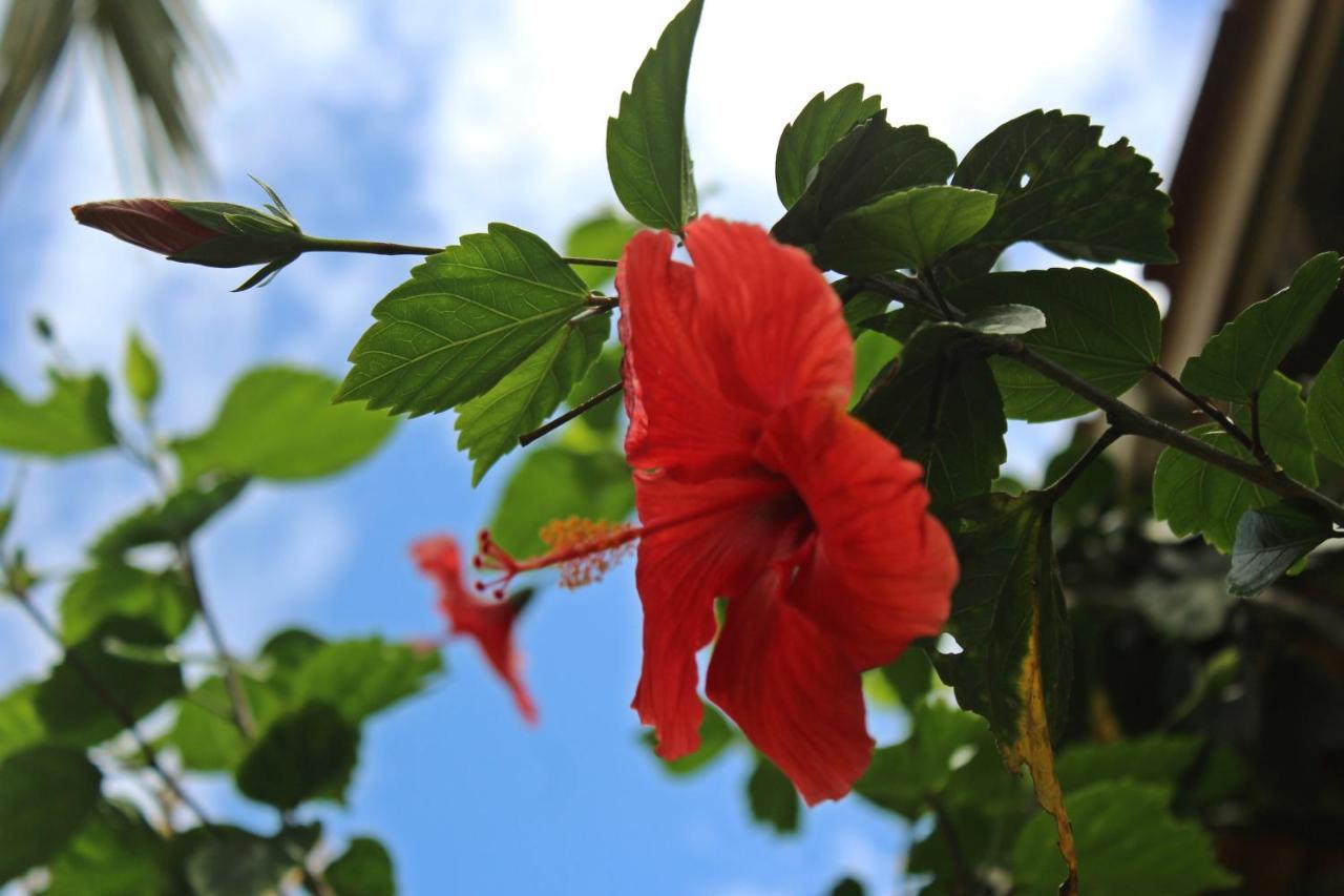 فندق برايا دو روزافي  Morada Dos Hibiscos المظهر الخارجي الصورة