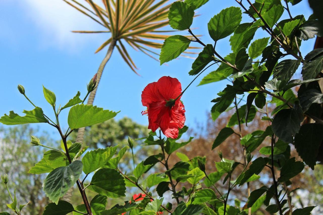 فندق برايا دو روزافي  Morada Dos Hibiscos المظهر الخارجي الصورة